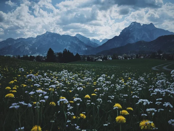 Campo de hierba con flores amarillas y blancas con montaña y cielo nublado en el fondo — Foto de Stock