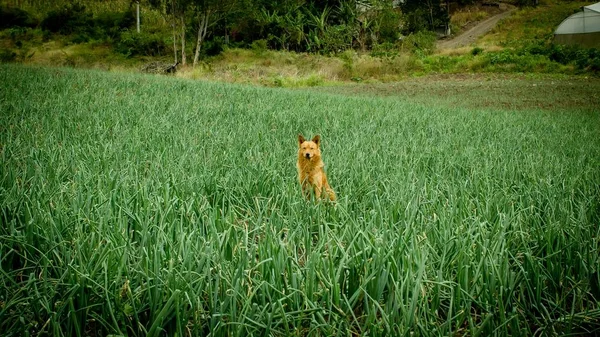 Cão bonito sentado em grama alta em um campo — Fotografia de Stock