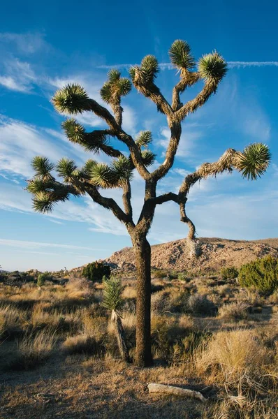 Plan vertical d'un arbre du désert dans un champ sec avec ciel nuageux bleu en arrière-plan — Photo