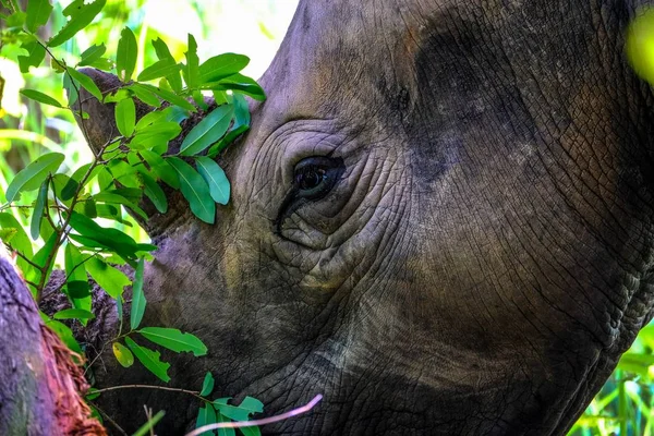 Close-up van een Rhino in de buurt van een boom met onscherpe natuurlijke achtergrond — Stockfoto