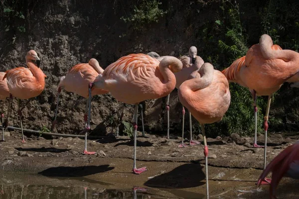 Grupo de flamingos em um ambiente exótico — Fotografia de Stock