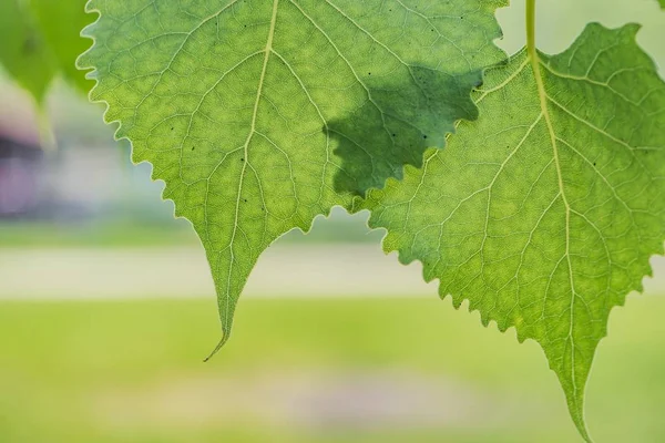 Prachtige natuurlijke blad plant achtergrond of behang-perfect voor natuur-gerelateerde artikel/Posts — Stockfoto