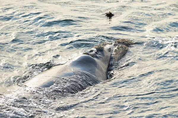 Baleine Noire Sud Eubalaena Australis Près Terre Ferme Reposant Surface — Photo