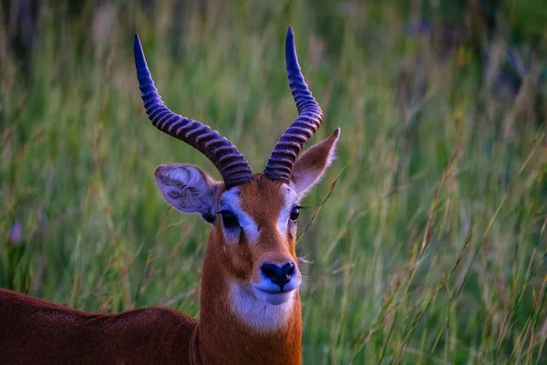 站在自然背景模糊的草地上的Gazelle的特写 — 图库照片