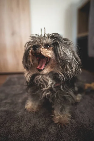 Mutlu bir köpek Sevimli dikey closeup çekim — Stok fotoğraf