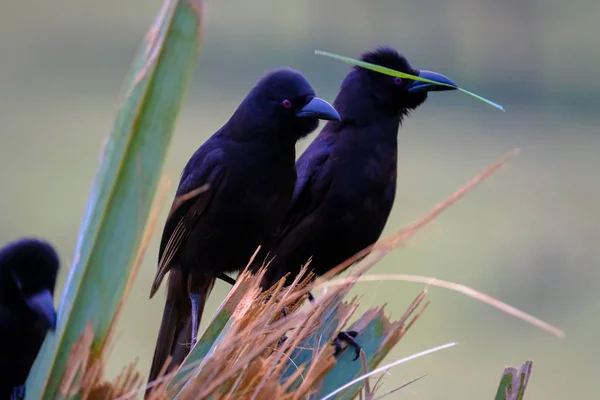 Closeup of two grackles sitting on a plant with blurred background — Stock Photo, Image
