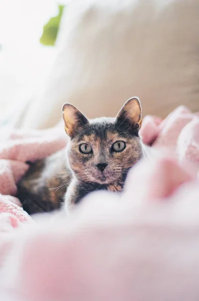 Gato cinza doméstico bonito em uma casa — Fotografia de Stock