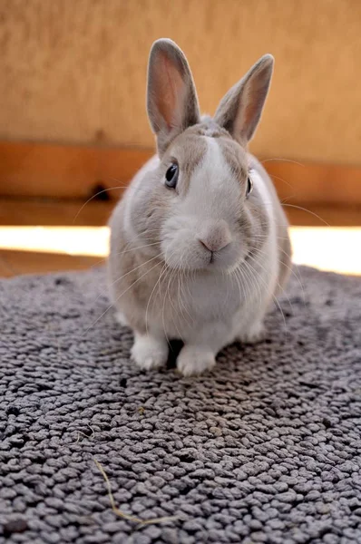 Primer plano vertical de un lindo conejo mirando hacia la cámara en un día soleado —  Fotos de Stock