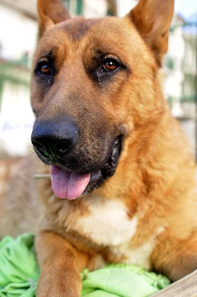 Gros plan vertical d'un chien mignon étendu sur le sol avec un fond flou — Photo