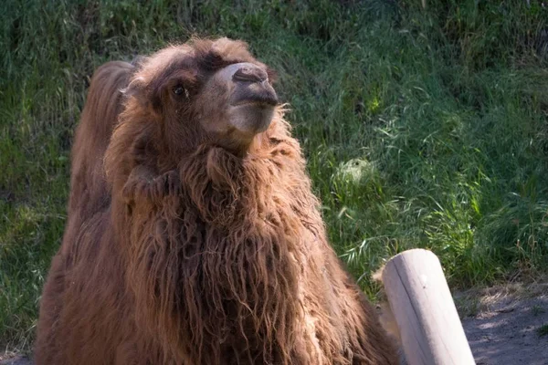 Nahaufnahme eines Kamelkopfes im Zoo — Stockfoto