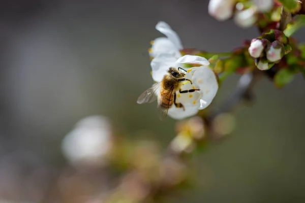 Крупный план пчелы, опыляющей на белом цветке вишни — стоковое фото