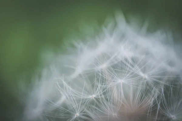 Bulanık doğal arka plan ile bir ormanda büyüyen güzel bir karahindiba çiçeği Closeup çekim — Stok fotoğraf