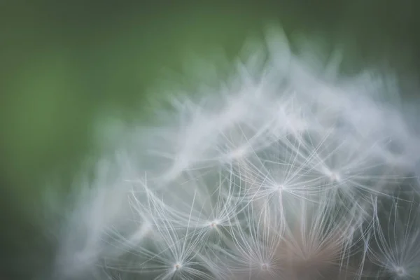 Nahaufnahme einer schönen Löwenzahnblüte, die in einem Wald mit einem unscharfen natürlichen Hintergrund wächst — Stockfoto