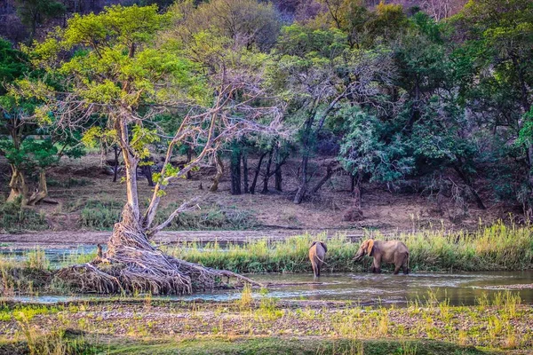 Beautiful tree in a safari with baby elephants showering in a little lake in South Africa