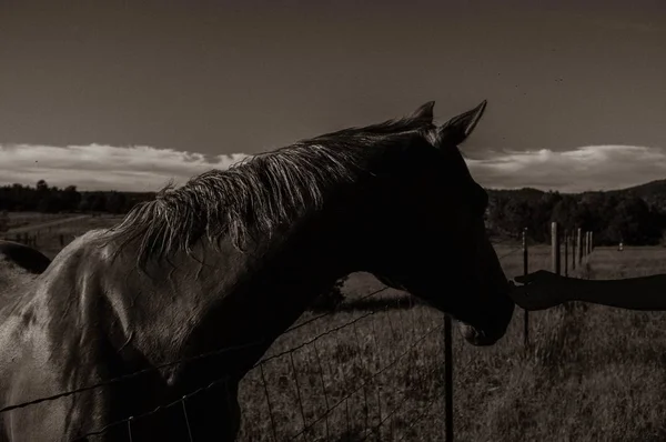 Bir alanda güzel bir vahşi atın yakın çekim bir kişi tarafından petting ile — Stok fotoğraf