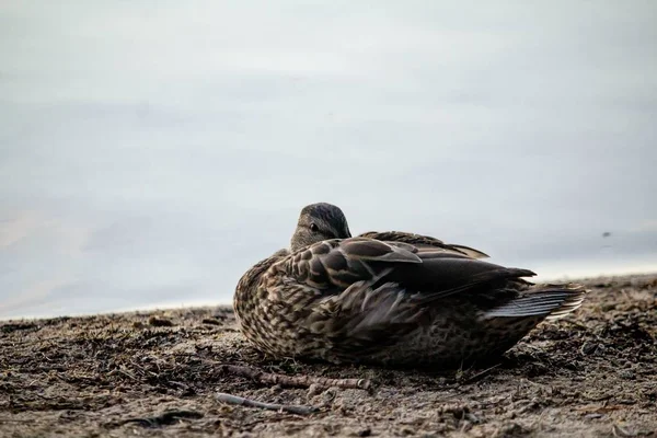 一只鸭子坐在海边的地上的特写镜头 — 图库照片