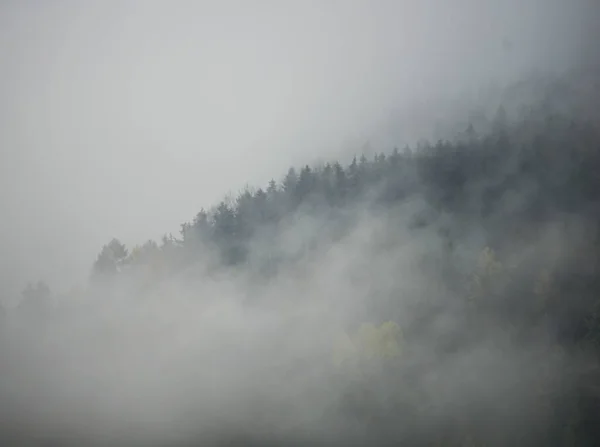 Floresta Escura Com Clima Nebuloso Dramático Fazendo Uma Grande Paisagem — Fotografia de Stock