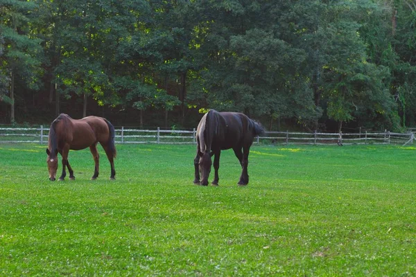 Dois cavalos comendo grama com árvores da floresta no fundo — Fotografia de Stock