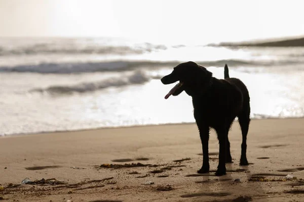 Sahilde Yerli sevimli köpek — Stok fotoğraf