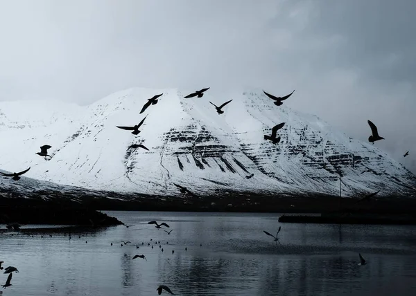 Prachtige besneeuwde berg met meer en vliegende vogels — Stockfoto