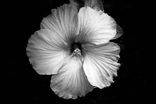 Beautiful grayscale closeup shot of a hawaiian hibiscus flower