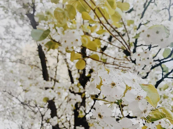 一棵树的特写镜头与白色的花朵与模糊的自然背景 — 图库照片