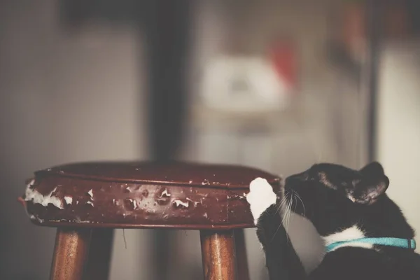 Nahaufnahme einer schwarzen, pelzigen Hauskatze, die am Hocker kratzt — Stockfoto