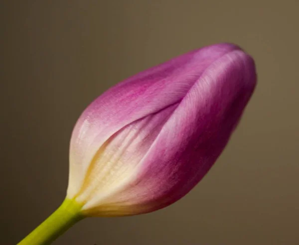Fecho vertical da flor de tulipa roxa — Fotografia de Stock