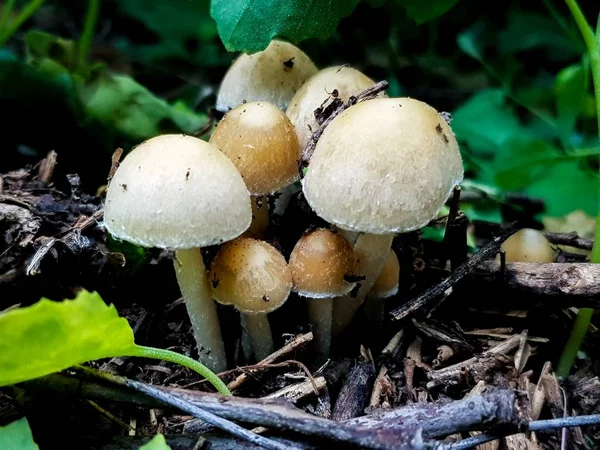 Pleurotus eryngii eetbare paddenstoelen groeien in een wild bos — Stockfoto
