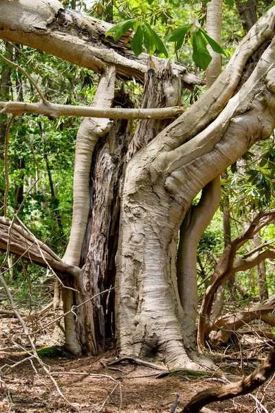 Tiro vertical de um gigante velho quebrou uma árvore na floresta com fundo natural — Fotografia de Stock