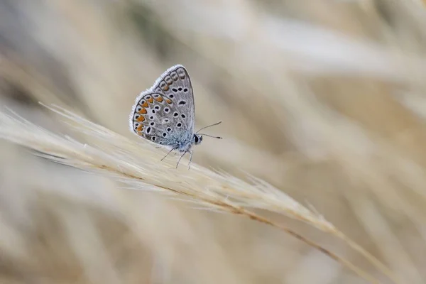 Mężczyzna południowy niebieski Polyommatus Celina — Zdjęcie stockowe