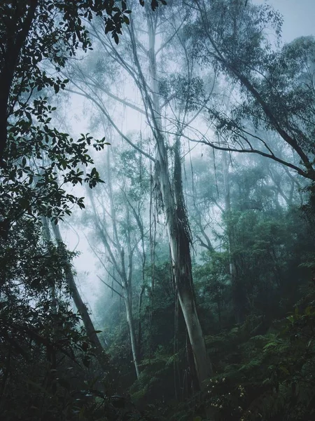 Tiro Vertical Árvores Altas Plantas Uma Colina Nevoeiro — Fotografia de Stock