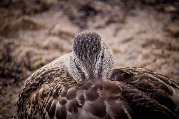 Gros plan d'un canard colvert mignon assis sur le sol avec un fond flou — Photo