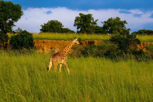 Girafe marchant dans un champ herbeux près des arbres par une journée ensoleillée — Photo