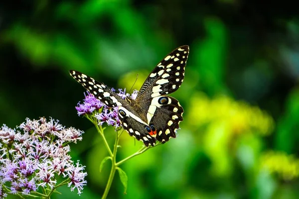 Bulanık doğal arka plan ile üst beyaz çiçekler üzerinde oturan bir kelebek Closeup — Stok fotoğraf