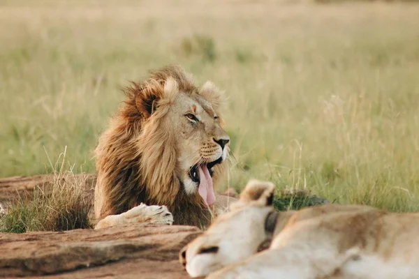 León tirando de una lengua tendida en el suelo en un campo —  Fotos de Stock