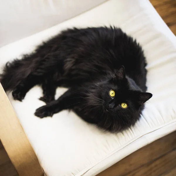 枕の上に黒い国内毛皮猫のオーバーヘッドクローズアップショット — ストック写真