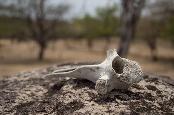 Dry bone of an animal placed on a rock