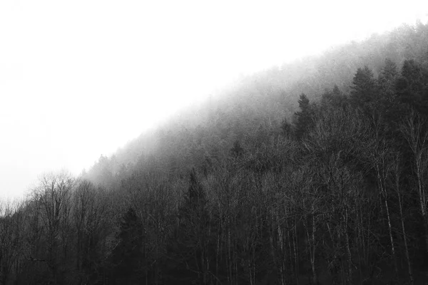 Красивий Густий Туманний Ліс Ясним Білим Небом — стокове фото
