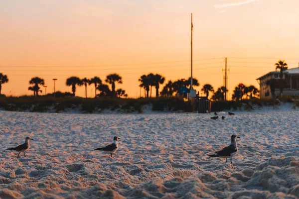 Peu de mouettes reposant sur une plage de sable avec un coucher de soleil incroyable en arrière-plan — Photo