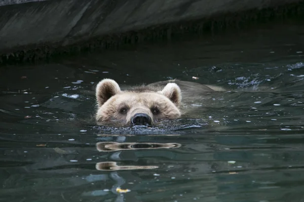 Urso na água — Fotografia de Stock