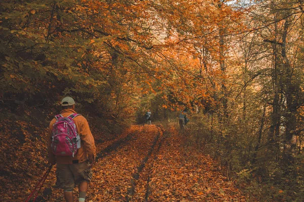 Krásný les — Stock fotografie