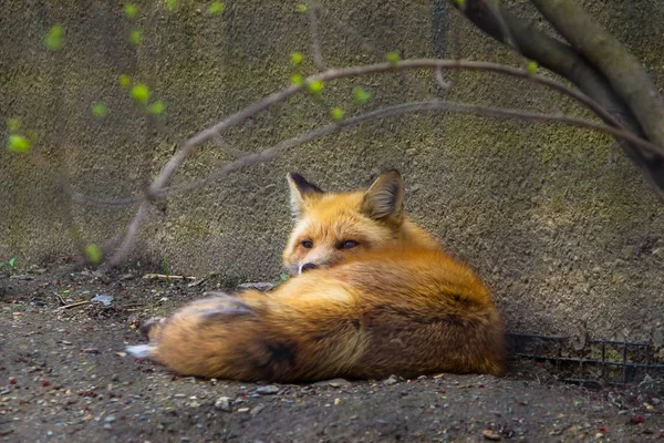 Selvaggia bella volpe carina sdraiata a terra vicino a un muro in uno zoo — Foto Stock