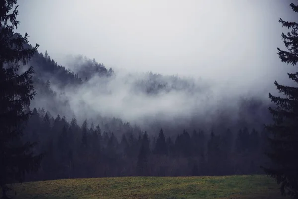 Güzel bir manzara yapma sis ile bir ormanın güzel bir çekim — Stok fotoğraf