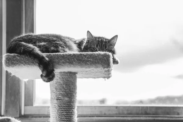 Grayscale closeup shot of a furry domestic cat on a cat tree — Stock Photo, Image