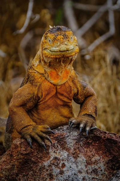 Vertical close-up tiro de uma iguana amarela em pé sobre uma rocha com um fundo embaçado — Fotografia de Stock