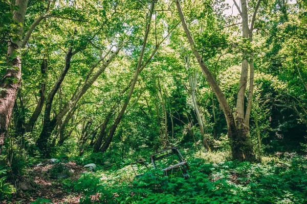 녹색 숲의 아름다운 샷 — 스톡 사진
