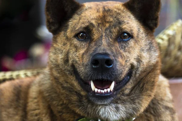 Primo piano ritratto di un cane domestico felice e sorridente che guarda la macchina fotografica — Foto Stock