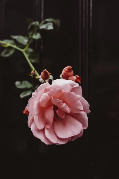 Крупним планом красива рожева троянда — стокове фото