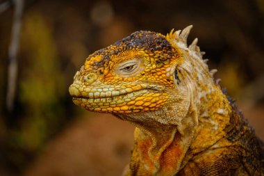 Closeup shot of a head of a yellow iguana with a blurred background clipart
